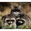 Cat and raccoons