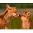 Fox med räv