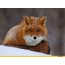 Fox på vintern