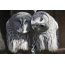 Funny two owls