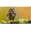 Ang Owl nga may nindot nga mga dalunggan