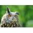 Owl sa mga dalunggan
