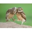 Two funny owls