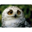 Picture on the desktop with an owl