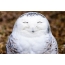 Laughing owl