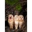 Funny owls