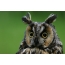 Interesting owls