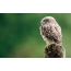Picture on the desktop with an owl