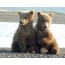 Bear cubs by the river