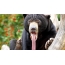 Bear with a long tongue
