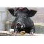 Pig drinking milk