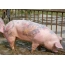 Pig with tattoos