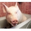Pig in the bath