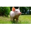 Funny pig