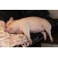 Pig sleeps on the couch