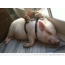 Dog sleeping on a pig