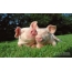 Cute pigs on the grass