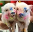 Piglets soiled in paint