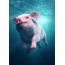 Piglet under water