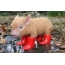 Red pig in boots