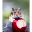 Hamster with an apple
