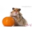 Hamster with mandarin