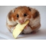 Bir elma ile hamster