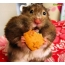 Hamster with an apple