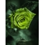 Green rose on the phone