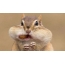 Chipmunk with a nut on the cheek