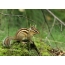 Chipmunk in the forest