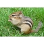 Chipmunk with a nut in its paws