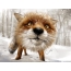 Painted fox