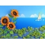Sunflowers sailing in the sea