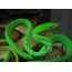 Bright green snake