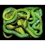 Green snakes on a black background