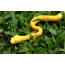 Yellow snake on the grass