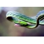 Beautiful snake on the desktop