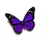 Golide butterfly