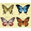 Coloring butterflies picture