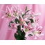 Lilies on a pink background