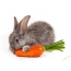 Зајакот јаде морков