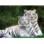 Two white tigers