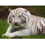 Tired white tiger