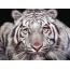 Tiger with tiger cub in teeth