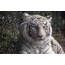 Screensaver on the desktop white tiger