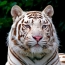 Tiger cub on the grass
