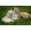 Two tigers on the grass