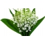 Buket belih cvijeća