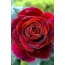 Picture animation rose